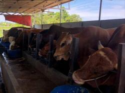 Sapi-sapi Mati Misterius, Warga Mateng Diminta Stop Beli Ternak dari Luar