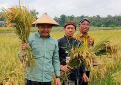 Petani di Boyolali Ini Panen Raya Padi, Mampu Hasilkan Gabah Kering 6,03 Ton per Hektar