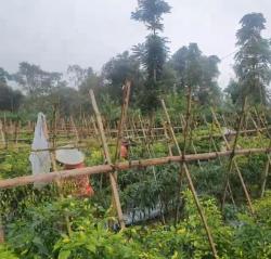 Dilanda Hujan Intensitas Tinggi, Hasil Panen Cabai Rawit di Cianjur Merosot Tajam