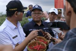 Panen Cabai di Selo Boyolali, Kepala BI Solo : Semoga Kebutuhan Saat Puasa dan Lebaran Terpenuhi