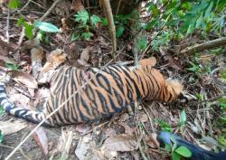 Breaking News, Satu Ekor Harimau Sumatera di Temukan Mati di Kebun Warga Aceh