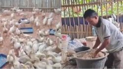 2 Kali Korban PHK, Mantan  Buruh Pabrik Pakan Sukses Ternak Bebek Peking