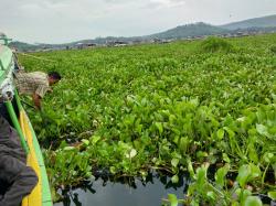 Hamparan Eceng Gondok Dikeluhkan Nahkoda Perahu Mesin di Waduk Cirata Jangari Cianjur