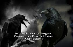 Mitos Suara Burung Gagak Malam hari, Benarkan Bawa Kabar Kematian?