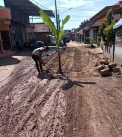 Protes Jalan Rusak di Kabupaten Cirebon, Warga Tanam Pisang Tengah Jalan