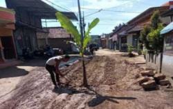Protes Jalan Rusak, Warga di Daerah ini Tanam Pohon Pisang di Tengah Jalan Raya