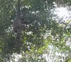 Keren, Gunung Pabeasan Naringgul Cianjur selatan Banyak Dijumpai Hewan Langka Seperti Owa Jawa