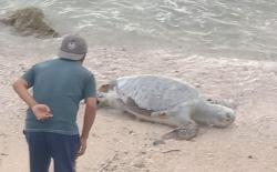 Bangkai Penyu Berukuran Besar Terdampar di Pantai Karapyak Pangandaran