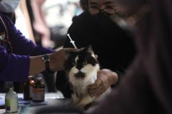 Ratusan Kucing Lokal Bakal Disterilisasi Pekan Depan