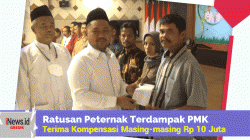 Ratusan Peternak Terdampak PMK di Gresik Terima Kompensasi Masing-masing Rp 10 Juta