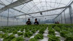 Petani Milenial Kembangkan Varietas Baru untuk Agro Wisata di Buleleng dengan Smart Green House