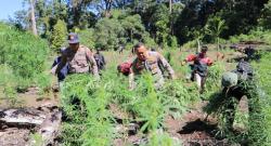 Polres Aceh Barat Musnahkan Ladang Ganja Seluas 32 Hektar