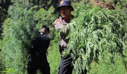 Astaga, 32 Hektare Ladang Ganja di Hutan Lindung Nagan Raya Dimusnahkan Polisi