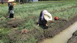 Harga Bibit Bawang Merah Meroket dan Langka, Petani di Brebes Megeluh