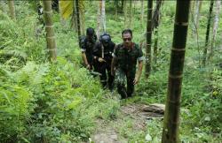 Kado Ulang Tahun Ke-21, BNN RI Musnahkan 4 Hektar Ladang Ganja di Lhokseumawe Aceh