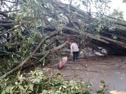 Hujan Disertai  Angin Kencang, Pohon Beringin Tumbang