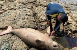 Empat Putri Duyung Terdampar di Perairan Pulau Bawean, Kondisinya Kritis dan Mati