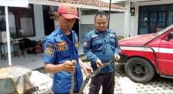 Ngeri! Ular Belang Berbisa Sepanjang 2 Meter Ancam Keselamatan Warga