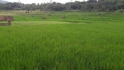 Lahan Sawah Dilindungi Sisa Segini, Plh Wali Kota Bandung Tegas Bilang Dilarang Beralih Fungsi