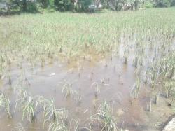 Puluhan Hektare Sawah di Pantura Subang Rusak Akibat Terendam Banjir, Petani Merugi