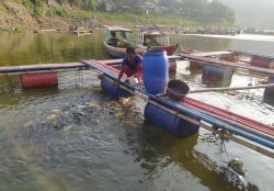 Mulai Langka Harga Ikan Mas di Kolam Jaring Apung Jangari Melambung