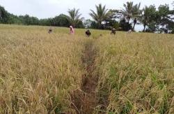 Sumringah! Masuk Panen Raya Harga Gabah Kering di Petani Lebak Tembus Rp6.000 per Kilogram