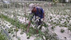 Ribuan Hektare Lahan Petani di Magelang Terdampak Abu Vulkanik Merapi