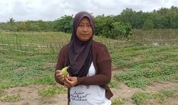 Puluhan Hektare Kebun Timun Suri di Lebak Terancam Gagal Panen, Petani Bakal Merugi Ratusan Juta