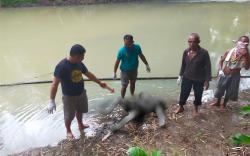 Dilaporkan Hilang, Nenek di Ponorogo Ditemukan Tewas Mengapung di Sungai