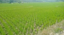 Puluhan Hektare Sawah di Sindangbarang Cianjur Kekeringan