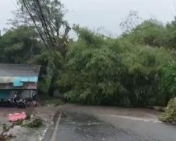 Hujan Badai di Pandeglang Tumbangkan Pohon Timpa Gerobak Pedagang hingga Hancur