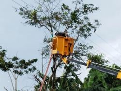 Warga Karanganyar Tewas Tersengat Listrik Saat Potong Dahan Pohon Pete