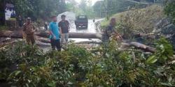 Hujan Deras, Pohon Tumbang Tutup Ruas  Jalan di Pandeglang