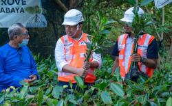 Pulihkan Ekosistem Laut, TPS Panen 10 Ribu Bibit Mangrove