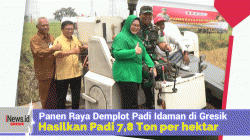 Panen Raya Demplot Padi Idaman Hasilkan 7,8 Ton per Hektare