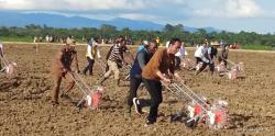 Tanam Jagung Perdana di Keerom, Jokowi Sebut Pemerintah Siapkan Lahan 10 Ribu hektar