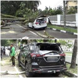 Pohon Flamboyan di Medan Maimun Tumbang Timpa 2 Mobil Mewah