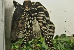 Kehilangan Induk, Bayi Tapir Dievakuasi Warga