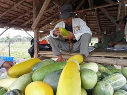 Paling Diburu Saat Bulan Puasa, Inilah 5 Khasiat Buah Timun Suri Bagi Kesehatan