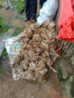 Update Pasca Terseret Banjir, Ratusan Ayam Pedaging di Sukanagara Banyak yang Mati