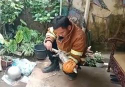 Warga Tuban Digegerkan Dengan Munculnya Biawak Besar yang Jatuh dari Atap Rumah