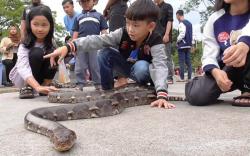 Ngabuburit Murah Meriah di Alun-alun Sumedang, Melihat Reptil Buaya hingga Ular Piton