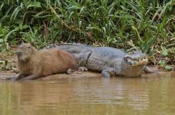 Kenapa Buaya Tidak Mau Memangsa Capybara ? Ini Alasannya 