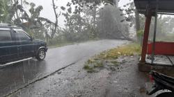 Pohon Tumbang, Tutup Akses Jalan Raya Besuk - Bago Probolinggo