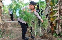 Ratusan Batang Tanaman Ganja Ditemukan Dikebun Samping Rumah Warga di Aceh Timur