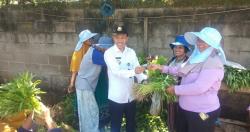 Lurah Kepuh Dampingi KWT Link Rombongan Ciwandan, Panen Perdana Sayur Mayur