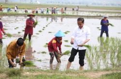 Presiden Jokowi Tanam Padi dan Kunjungi Pasar Tradisional Sambonggede