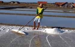 Impor Garam Capai 2,8 Juta Ton, Petani Garam Indonesia Bakal Merana, Ini Kata Susi