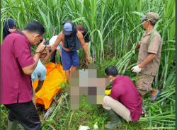 Misteri Mayat Perempuan di Ladang Tebu, Baru Melahirkan Terungkap, Diduga Tewas Akibat Ulah Suaminya