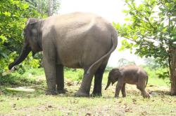 Unit Konservasi Gajah Estate Ukui Kehadiran Bayi 90.9 Kg